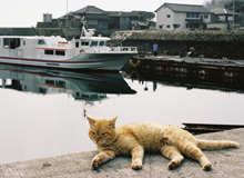 
猫島展 住民15人と猫100匹の島